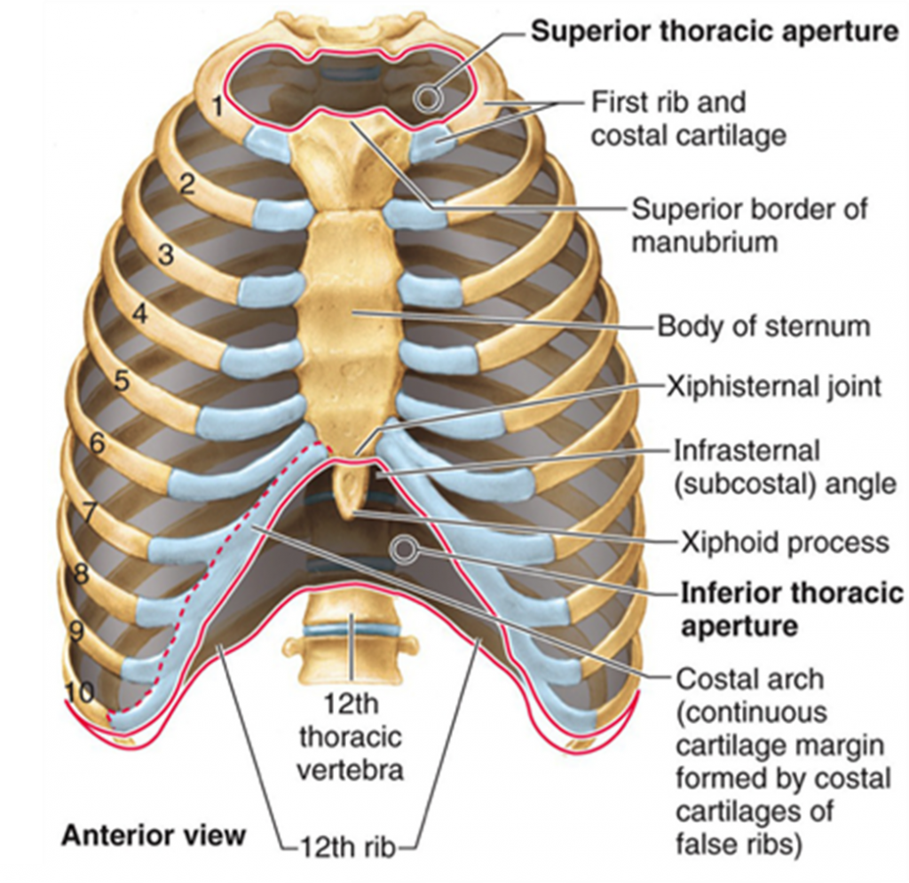 Thoracic Chest And Rib Pain Aligned For Life