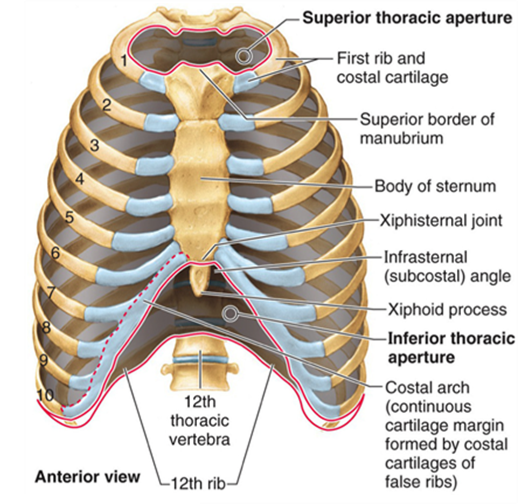 Thorax Bone Anatomy Ribs